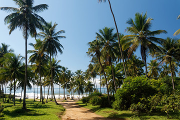 Naklejka na ściany i meble Brazylijska plaża z palmami