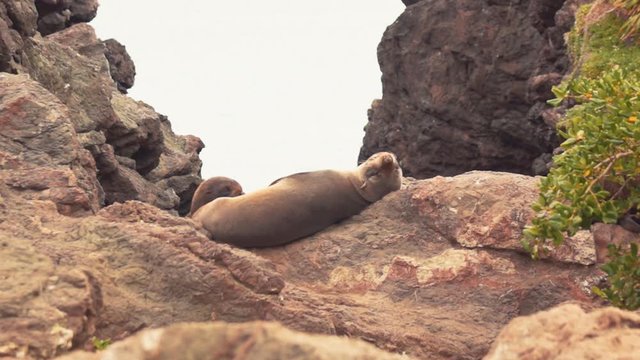 Fur Seals Relaxing On Rocks In Wellington, New Zealand