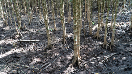 The roots of the mangroves
