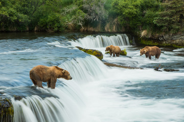 Grizzlies at Waterfall