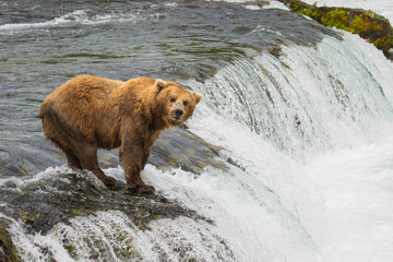 Grizzly Fishing