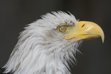 Closeup portrait of a bald eagle while blinking
