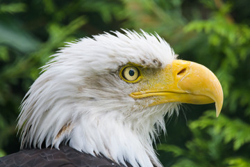 Closeup portrait of a bald eagle