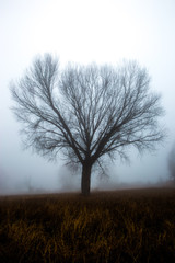 A tree silhouette in the fog, with some more distant trees