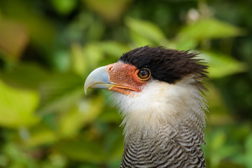 Closeup portrait of a crested caracara
