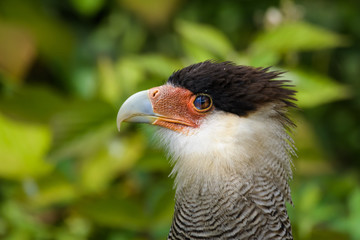 Closeup portrait of a crested caracara