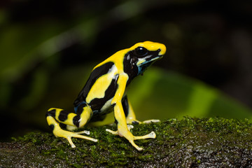 Dyeing poison dart frog 