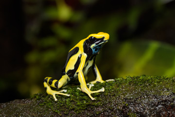 Dyeing poison dart frog 