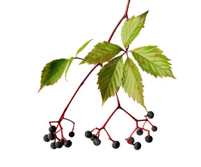 Virginia creeper (Parthenocissus quinquefolia) isolated on white background. Branch with leaves and...