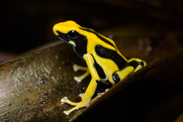 Dyeing poison dart frog 
