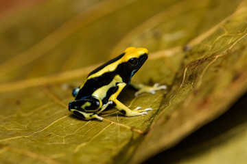 Closeup of a young dyeing poison dart frog 