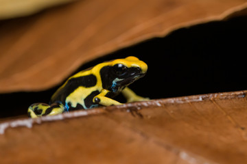 Closeup of a young dyeing poison dart frog 
