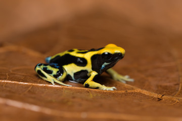Closeup of a young dyeing poison dart frog 