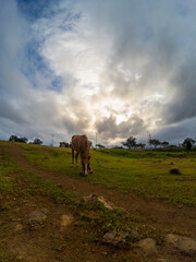 Fototapeta na wymiar Horse Grazing in open fields, Sunset.