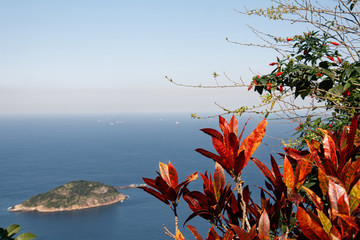 Kwiaty na Głowie cukru - widok na Atlantyk © Miroslaw