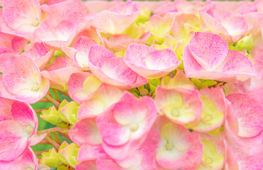 A close-up of bright and beautiful hydrangea petalpetals