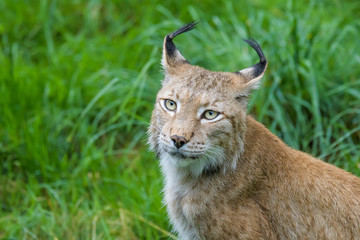 Naklejka na ściany i meble Closeup portrait of a european lynx