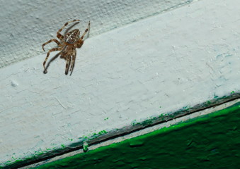 A spider sits in the corner of the veranda ceiling.