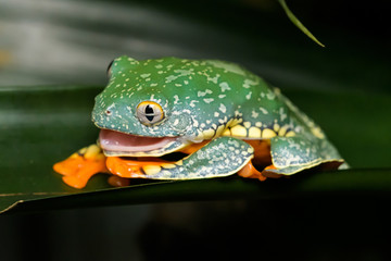 Fringed leaf frog eating its skin on a plant