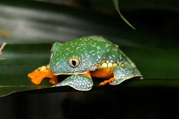 Fringed leaf frog eating its skin on a plant