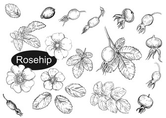 Hand drawn vector illustration set of rosehip, leaf, flowers. Black and white sketch of berry. Painting isolated.