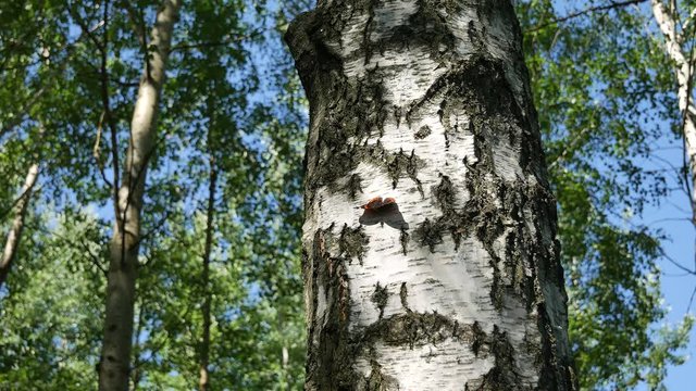 Butterflies on a birch against the background of the wood.