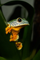 Fringed leaf frog on a plant
