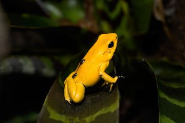 Adult Golden poison frog transporting tadpoles