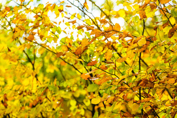 Fototapeta premium Autumn bush in park