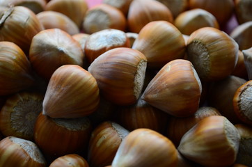 ripe collected hazelnuts on a table close up