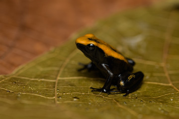Closeup of a young golden poison frog on a leaf