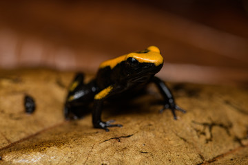 Closeup of a young golden poison frog on a leaf