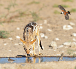 Black-back Jackal quenching its thirst at a watering hole with birds flying in to drink. Canis...