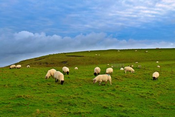 Fototapeta na wymiar sheep in the mountains