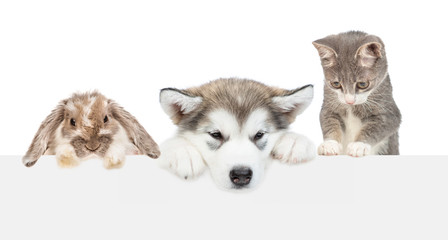 Cat,dog and rabbit above empty white banner lookning down. isolated on white background. Empty...