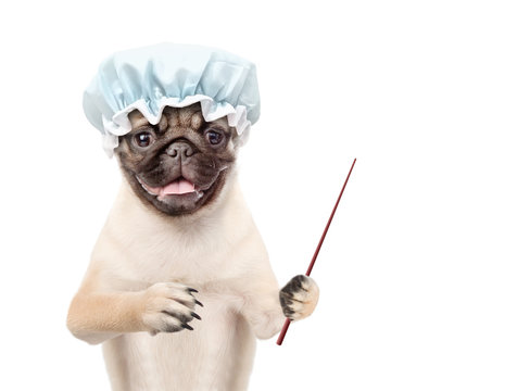 Pug Puppy With Shower Cap Pointing Away On Empty Space. Isolated On White Background