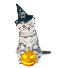 Kitten with hat for halloween and pumpkin. isolated on white background