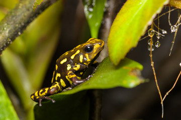 Harlequin poison dart frog in a bromeliad