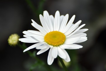Fototapeta premium Margeriten