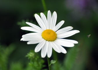 Fototapeta premium Margeriten