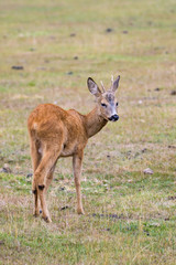 Naklejka na ściany i meble Young roe deer buck in a meadow