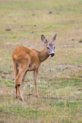 Naklejka na ściany i meble Young roe deer buck with its tongue out