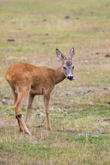 Naklejka na ściany i meble Young roe deer buck with its tongue out