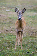 Closeup of a young roe deer buck in a meadow