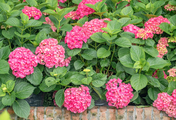 Close-up of colorful hydrangeas in the garden