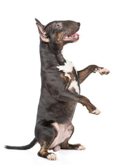 Miniature bull terrier dog standing on hind legs in profile. Isolated on white background