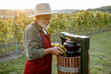 Senior winemaker holding freshly picked up grapes ready to put into the winepress machine, making...