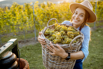 Portrait of a young cheerful woman with basket full of freshly picked up wine grapes near the press...