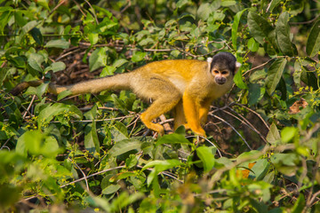 The mono amarillo chichi monkey