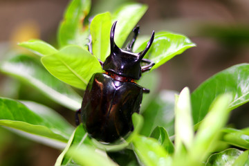 Common rhinoceros beetle or Xylotrupes ulysses (Dynastinae) and green plants - natural insects, beetles and plants